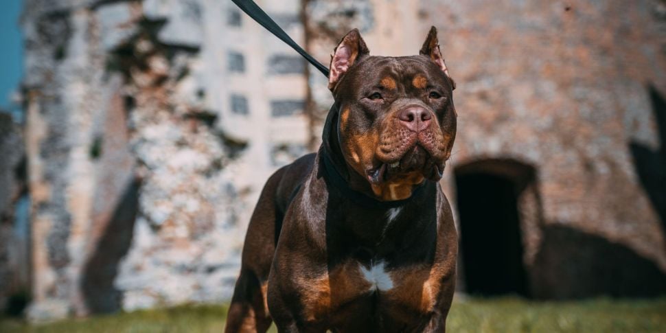 XL bully dogs to be banned in...