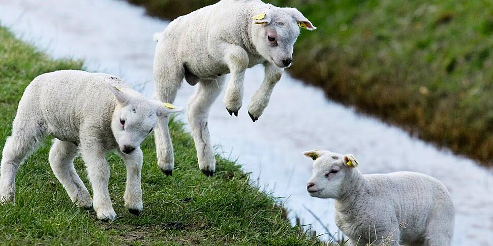 50 lambs killed in dog attack