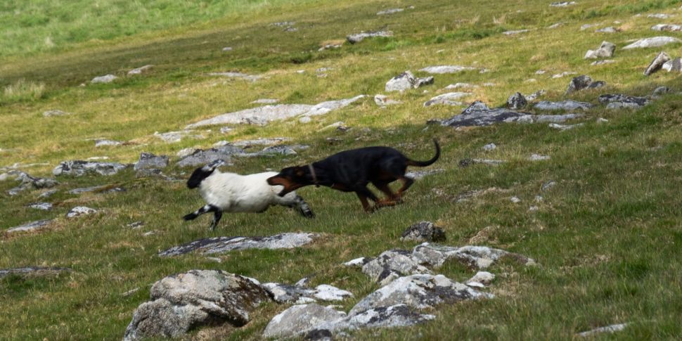 Put the dogs down' - farmer appeals to owner after 50 sheep killed |  Newstalk