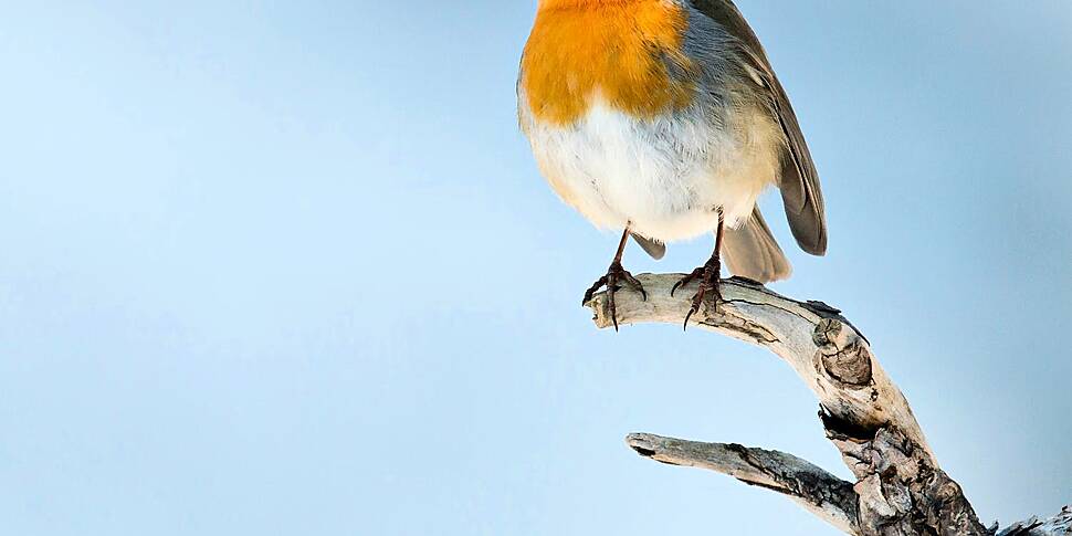 Green Scene: Robins have road...