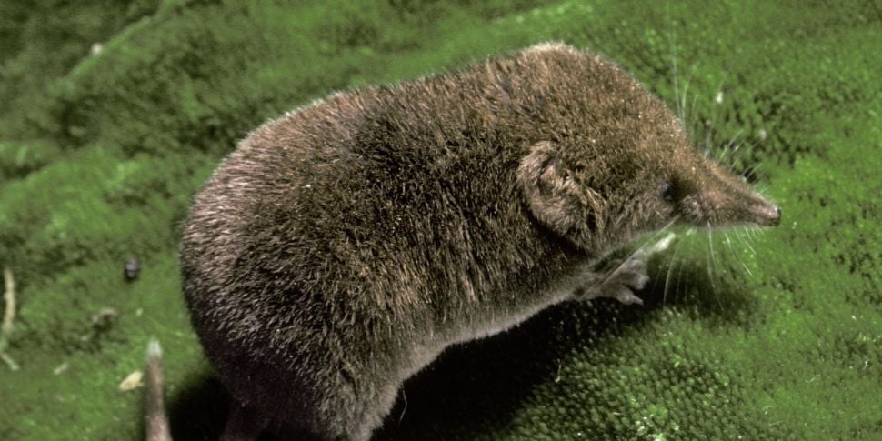 Ireland's pygmy shrew at risk...