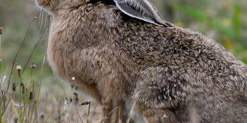 Should hare coursing be banned...