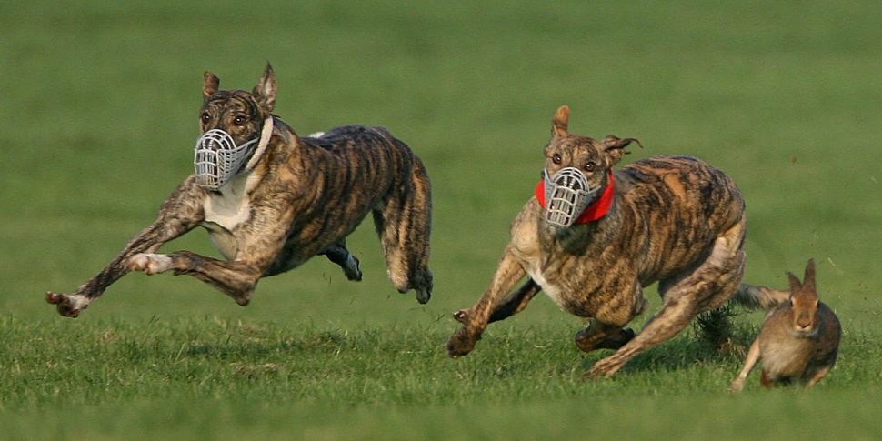 Ban on hare coursing 'an attac...
