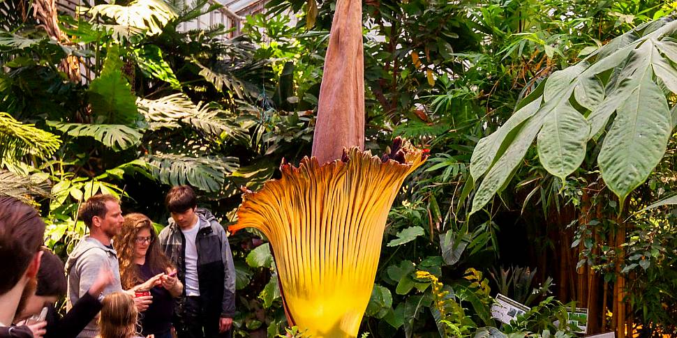 Rare, smelly 'Corpse Flower' b...