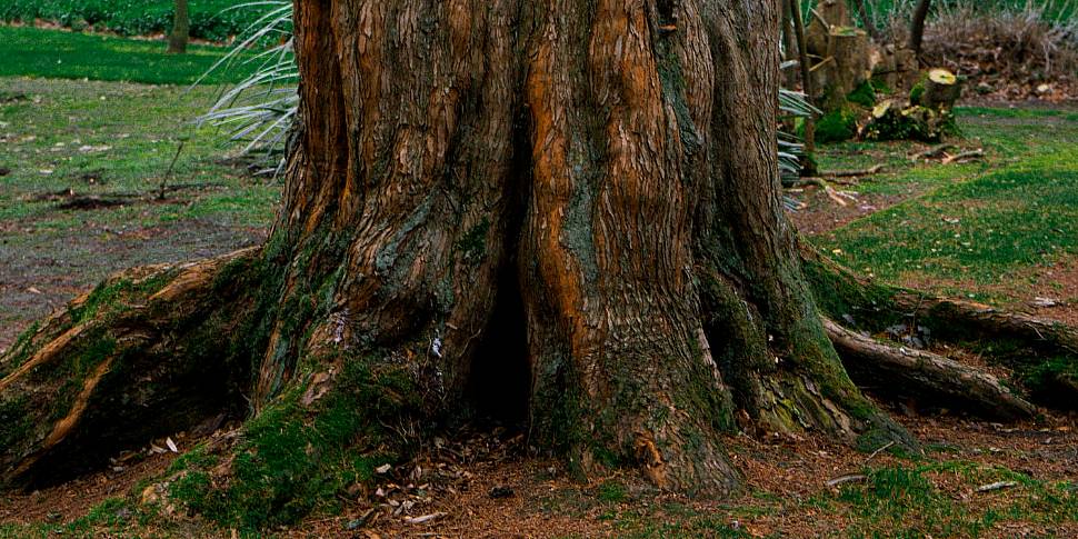 Ireland's Oldest Tree