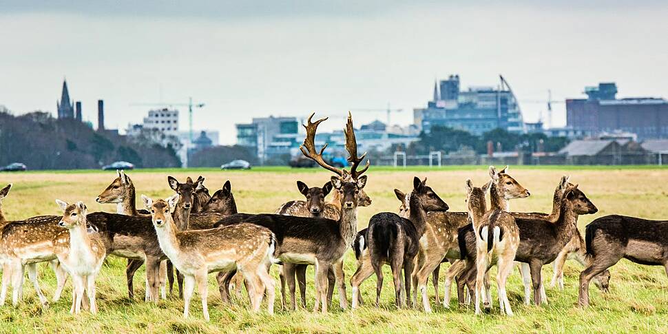 Deer Cull: 'Why are we always...