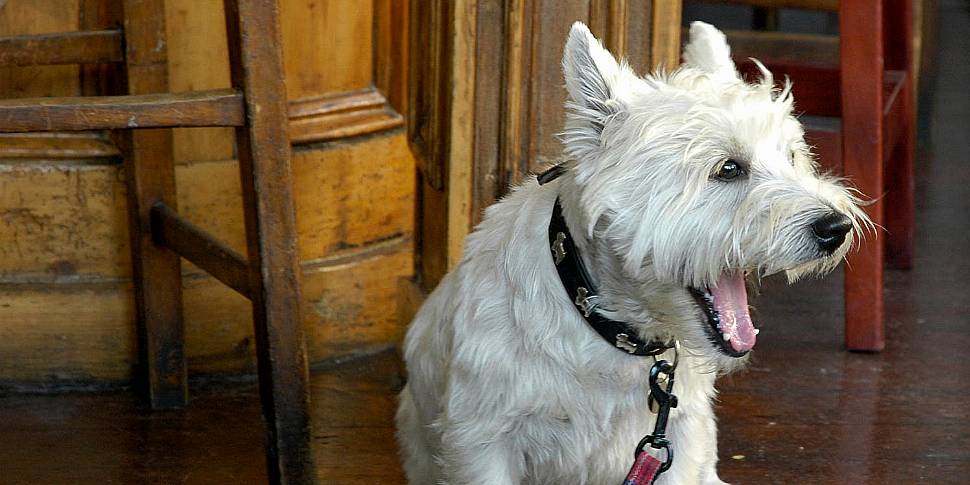 Dogs in pubs: 'We have to move...