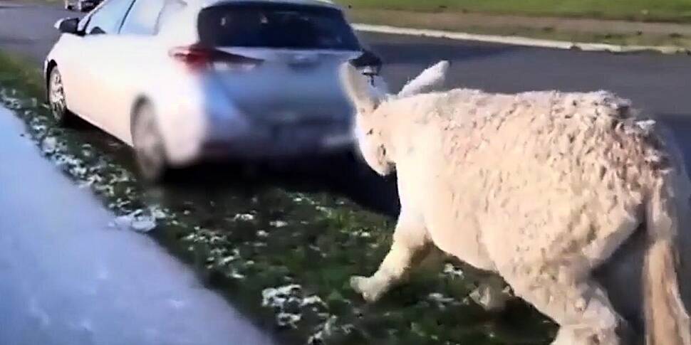 'Horrendous' donkey video show...