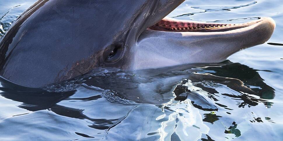 Green Scene: Why dolphins are...