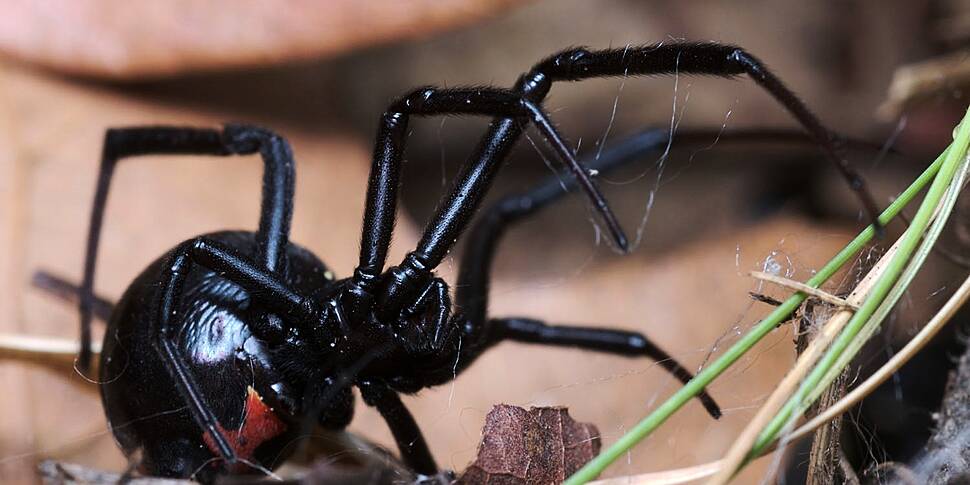 False widow spider found devou...