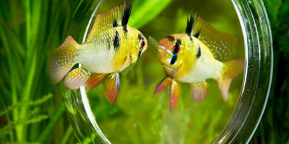 Green Scene: How fish can reco...