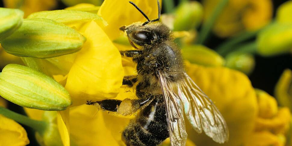 Green Scene:  Why honeybees ma...