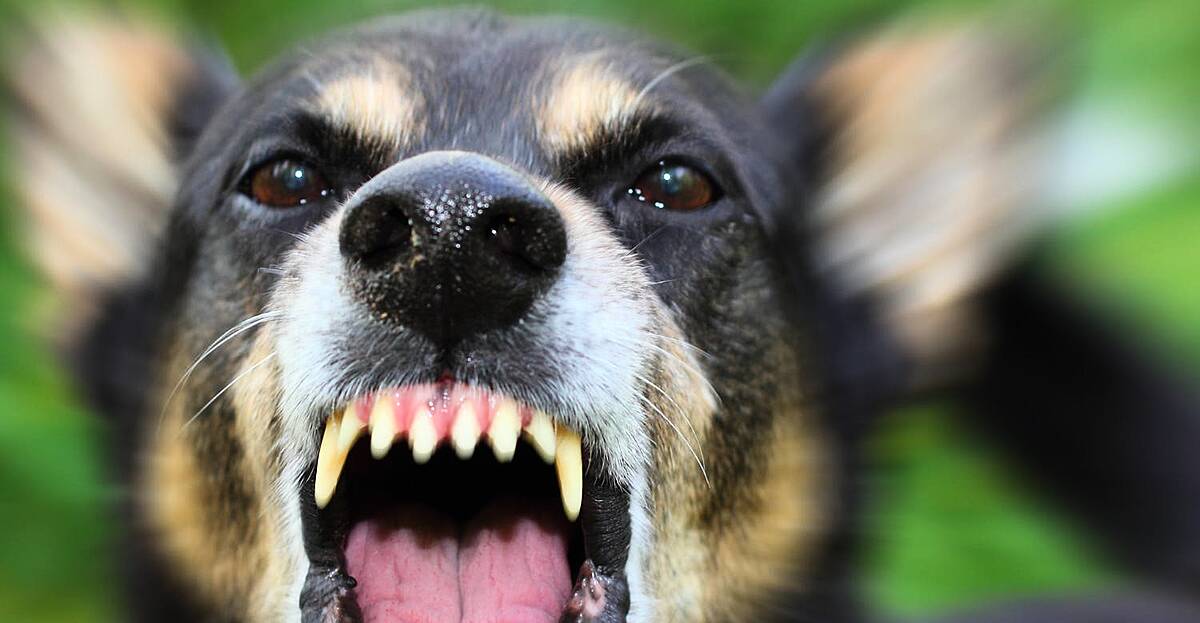 Fines for owners of out-of-control dogs to double | Newstalk