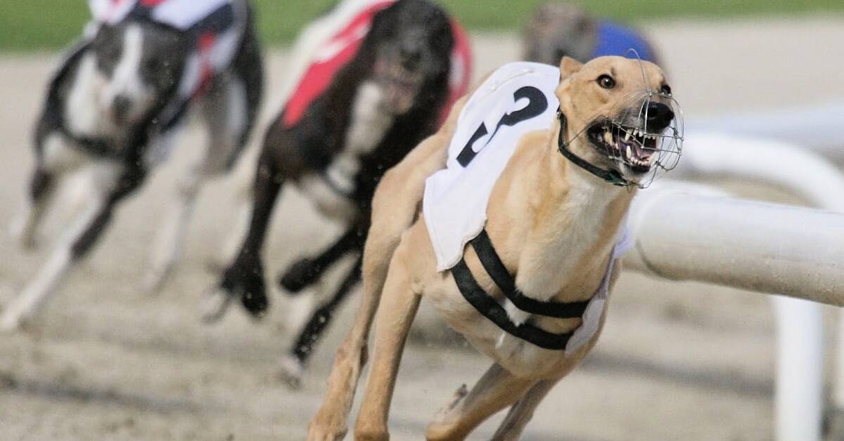 Irish 2024 greyhound racing