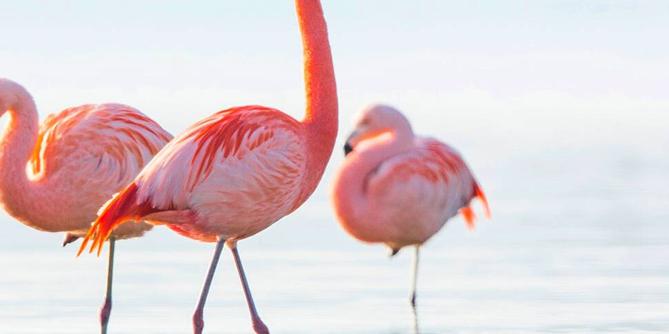 Green Scene:  Flamingo friends...