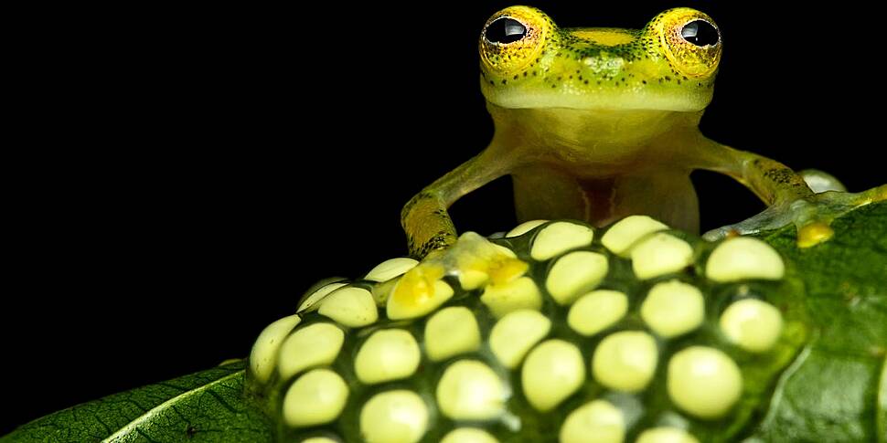 Glass frogs and their incredib...