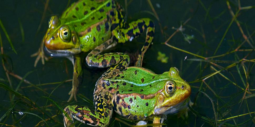 Can little ponds in our garden...