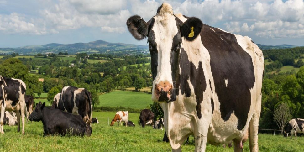 Up to 65,000 cows may be culle...