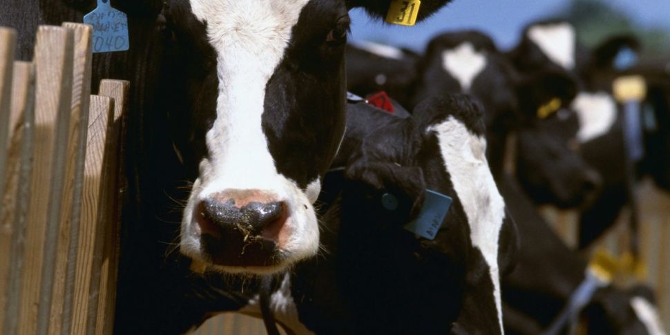 Cull of 200,000 cows to meet c...