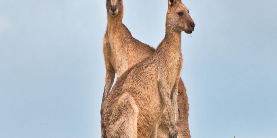 Green Scene: Kangaroo Poop