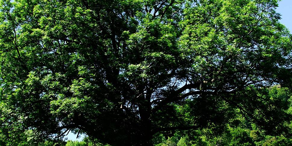 Gardening: Ash dieback disease