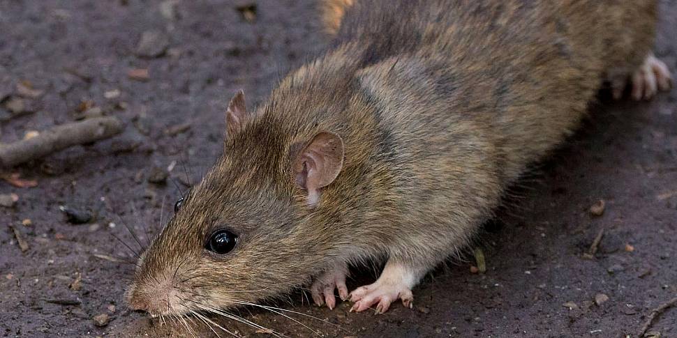 Eradication of rats in Ireland...