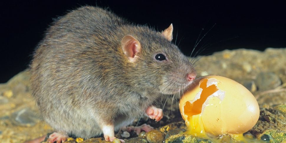 Culling all rats in Ireland 'w...