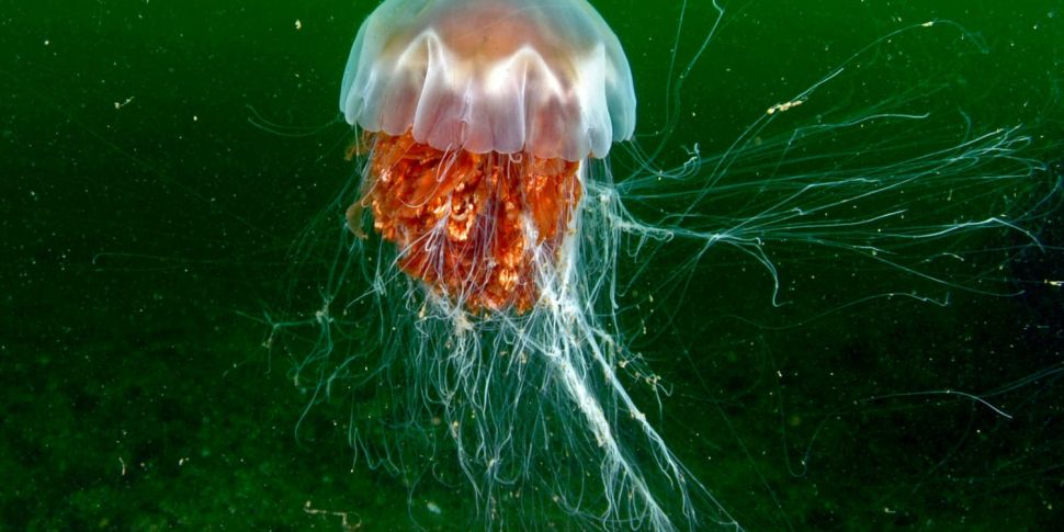 Lion's mane jellyfish causes a...