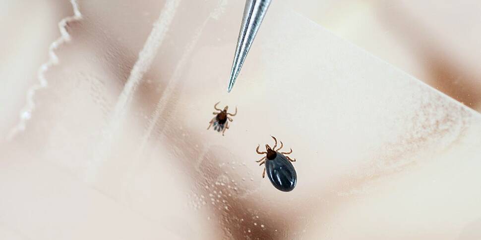 How common is Lyme disease in...