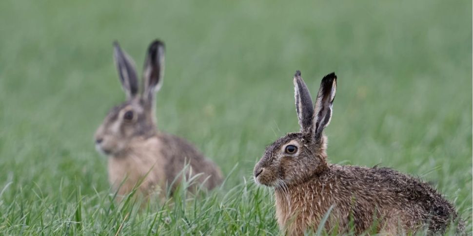 'They breed like rabbits!' - M...