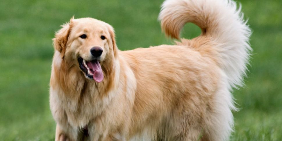 Largest golden outlet retriever