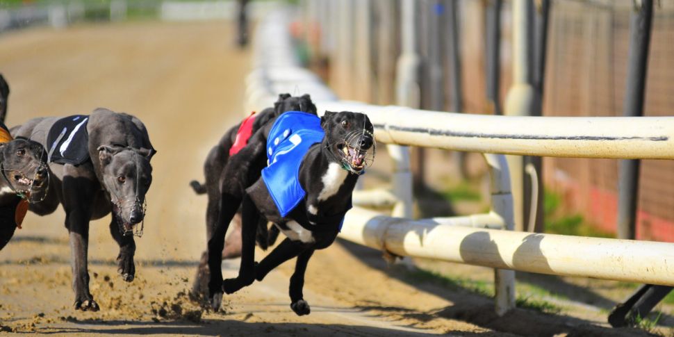 Taxpayer's greyhound racing su...