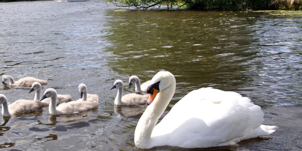 Annual swan count set to take...