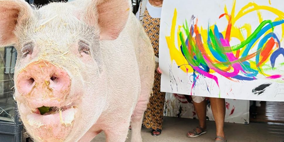 Pigcasso the Painting Pig