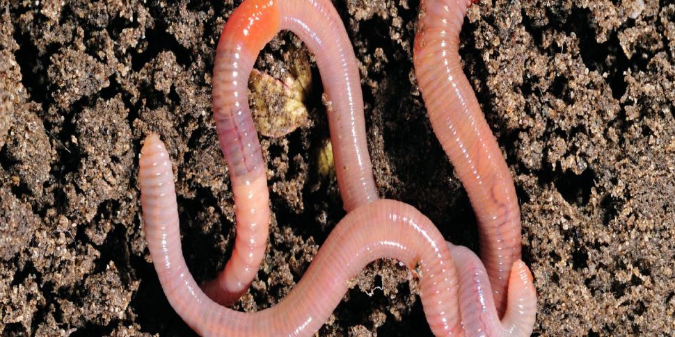 Frozen worms brought back to l...