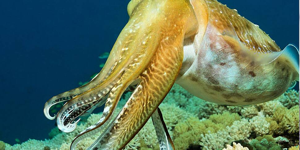 How octopuses can change their...