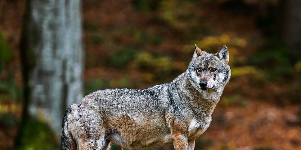 Reintroduction of wolves in Ir...