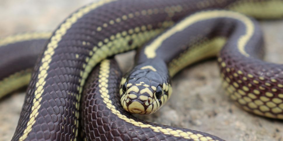 Four foot snake found in Dubli...