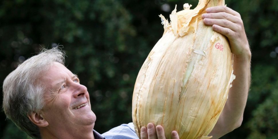 World record breaking onion gr...