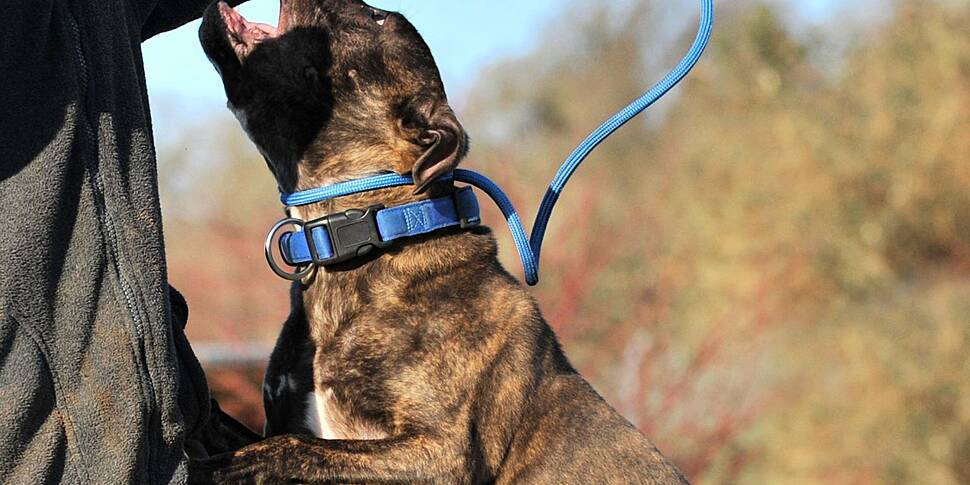 Britain to ban American XL bully dogs by the end of the year