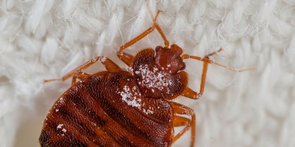 How to get rid of bed bugs