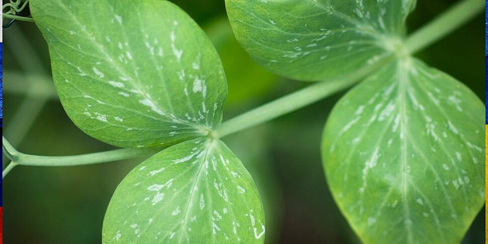 Green Scene: Plants can clean...