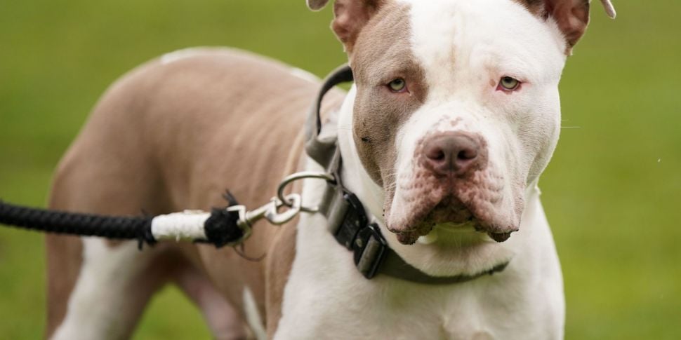 Dog breed bans branded 'tokeni...