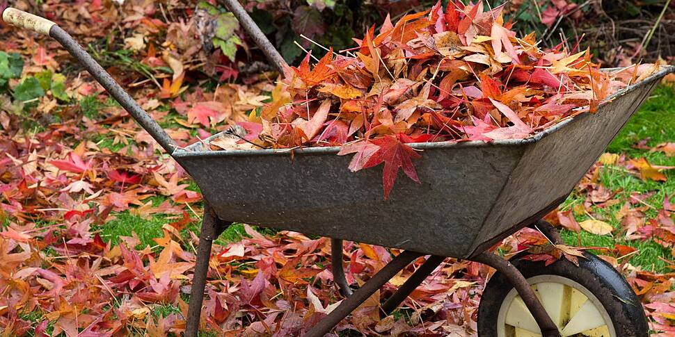 Gardening : November gardening...