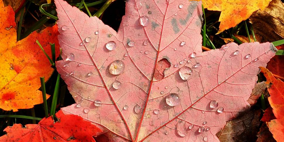 Autumn gardening with Paraic H...