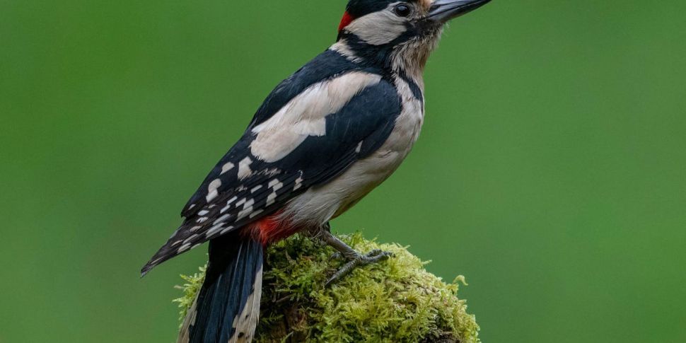 Woodpeckers wrecking electrici...