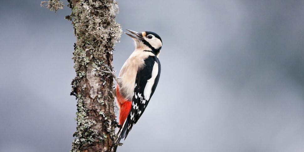 Woodpeckers damaging electrici...