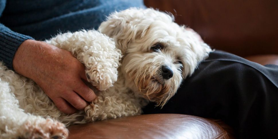 Dogs can help lower dementia r...
