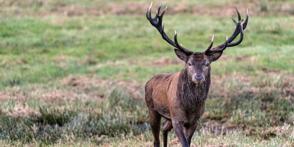 Deer culling necessary in abse...