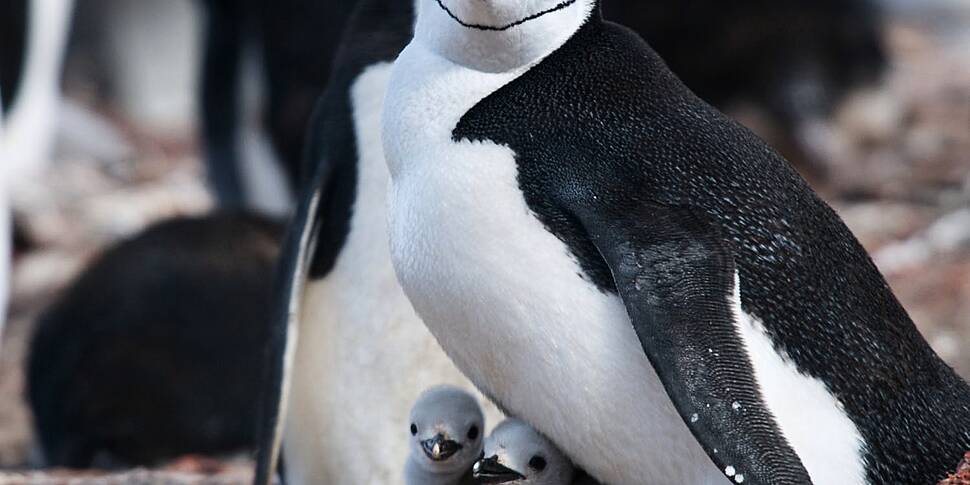 How chinstrap penguins are cha...